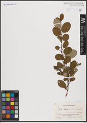 Foto von Salix caprea L.